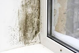 Are You Having Damp Problems In Your Property News